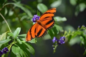 Butterfly Garden Plus Monkeys and cigars puerto plata tour