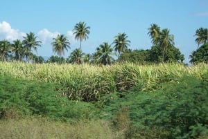 Cabarete : Excursion en buggy dans la campagne dominicaine pour 2 personnes