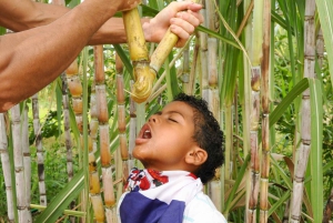 Caribbean Buggy Escape – Bayahibe Jungle & Safari
