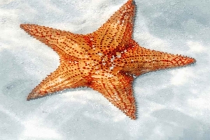 Carnevial-excursie aan wal: Saona-eiland met speedboot