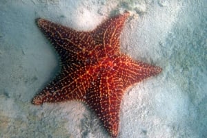 Punta Cana: Halvdags øko-tur til Saona Island – lille gruppe