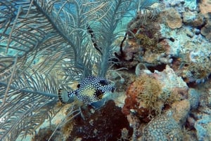 Catalinan saari: Risteily, snorklausta, avoin buffet ja juomat