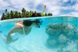 Ilha Catalina: Viagem de 1 dia - O melhor mergulho com snorkel!