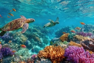 Isla Catalina – enda mer uberørt enn Saona