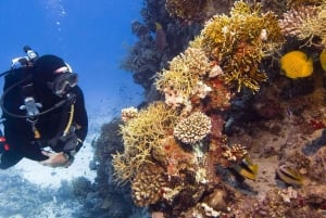 Catalina Island Full-Day Diving Tour + Lunch from Punta Cana