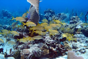 Catalina Island Full-Day Diving Tour + Lunch from Punta Cana
