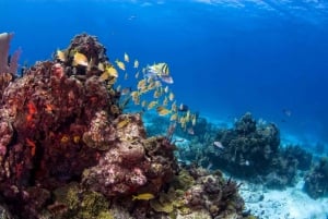 Catalina Island Full-Day Snorkeling + Lunch from Punta Cana