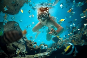 Catalina Island Full-Day Snorkeling + Lunch from Punta Cana