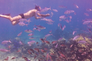 Catalina Island Full-Day Snorkeling Tour