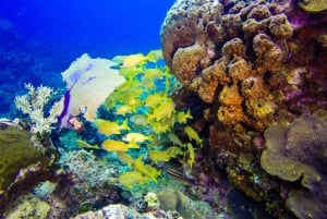 Catalina Island Scuba Diving Tour from Punta Cana