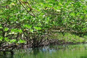 Cayo Arena & Mangroves Tour with Snorkeling & Food