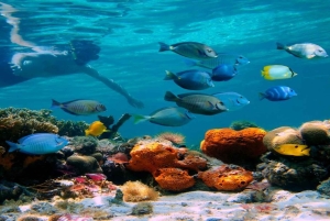 Cayo Arena & Mangroves Tour with Snorkeling & Food