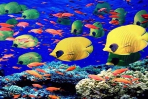 Cayo Arena & Mangroves Tour with Snorkeling & Food