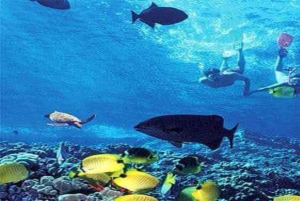 Cayo Arena & Mangroves Tour with Snorkeling & Food