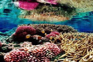 Cayo Arena & Mangroves Tour with Snorkeling & Food