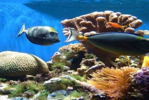 Cayo Arena & Mangroves Tour with Snorkeling & Food