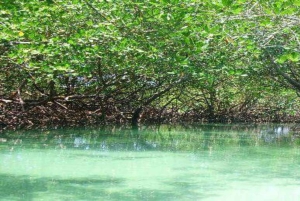 Cayo Arena & Mangroves Tour with Snorkeling & Food