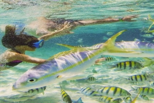 Cayo Arena & Mangroves Tour with Snorkeling & Food