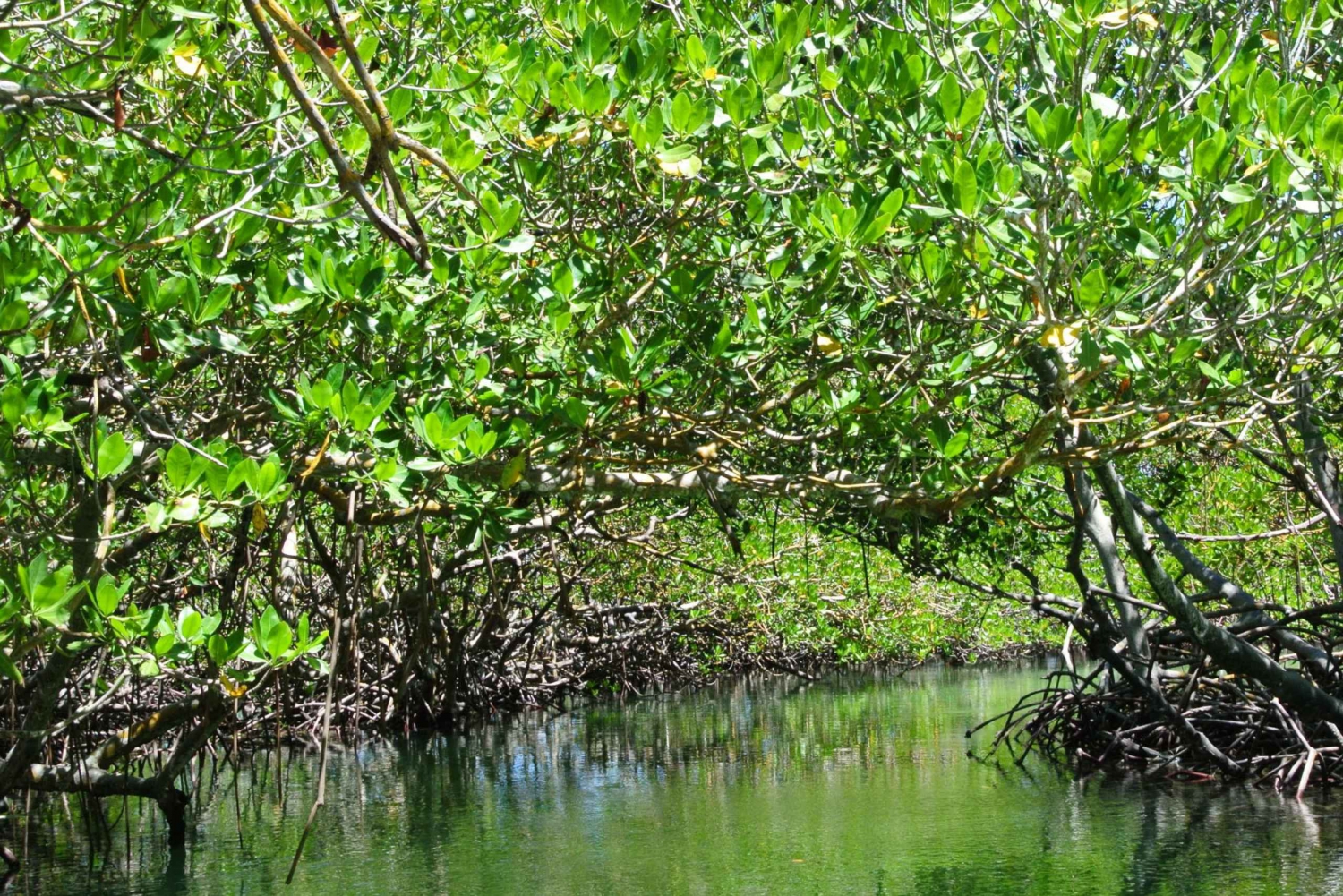 paradise island & mangroves tour