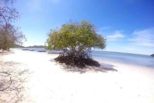 Cayo Arena: Paradise Island and Mangroves Tour