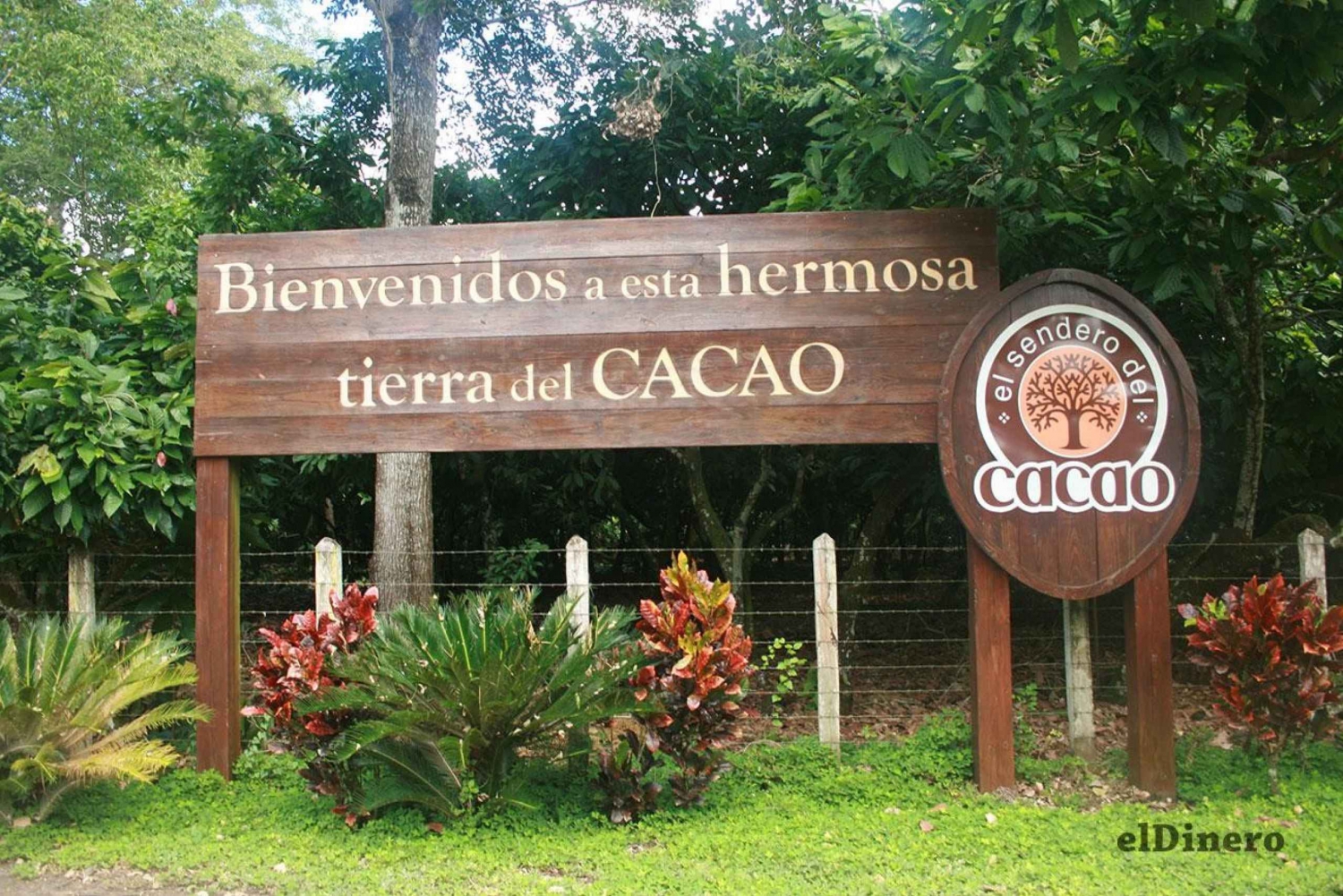 Cocoa Trail & Making of Chocolate Tour from Santo Domingo