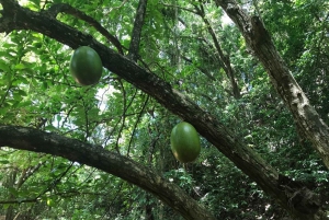 Głębokie jaskinie w Cabarete z wycieczką z przewodnikiem i kąpielą