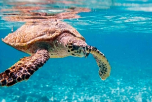 Entdecke die Insel Saona: Das Paradies genießen