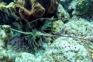 buceo en la isla catalina desde punta cana