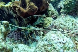 diving catalina island from punta cana