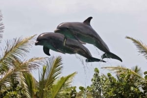 Dolphin Encounter at Ocean World, Puerto Plata