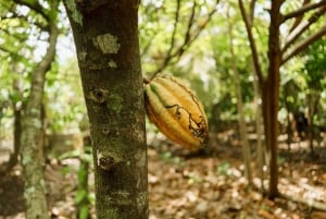 Dominican Culture & Buggy Family Adventure from Punta Cana