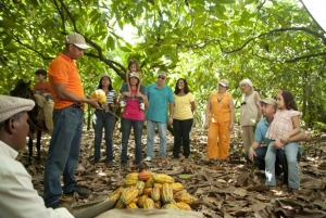 Excursión a una plantación de cacao en la República Dominicana