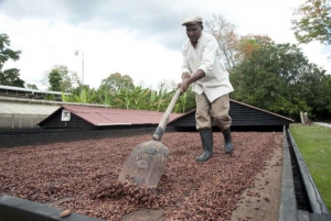 Excursión a una plantación de cacao en la República Dominicana