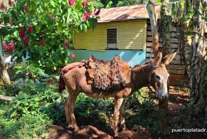 Passeio de safári pelo campo na República Dominicana saindo de Puerto Plata