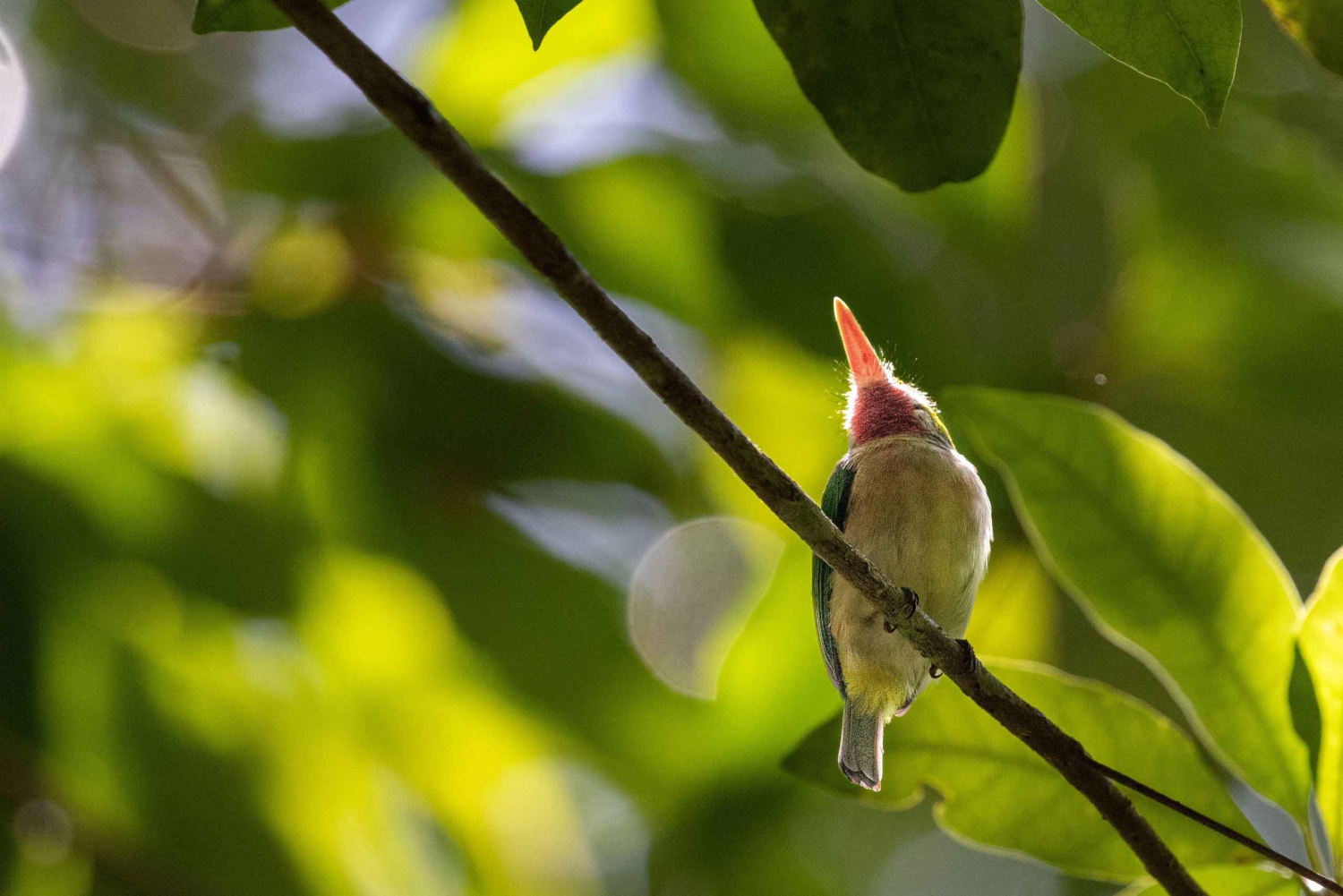 Dominican Republic: One Week Bird Watching Full Experience