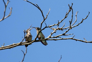 Dominican Republic: One Week Bird Watching Full Experience