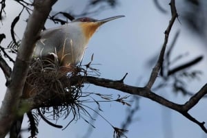 Dominican Republic: One Week Bird Watching Full Experience