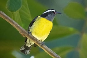 Dominican Republic: One Week Bird Watching Full Experience