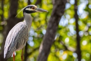 Dominican Republic: One Week Bird Watching Full Experience