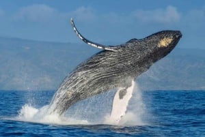 Dominican Republic: Whale Watching and Montana Redonda tour