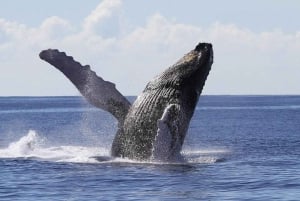 Dominican Republic: Whale Watching and Montana Redonda tour