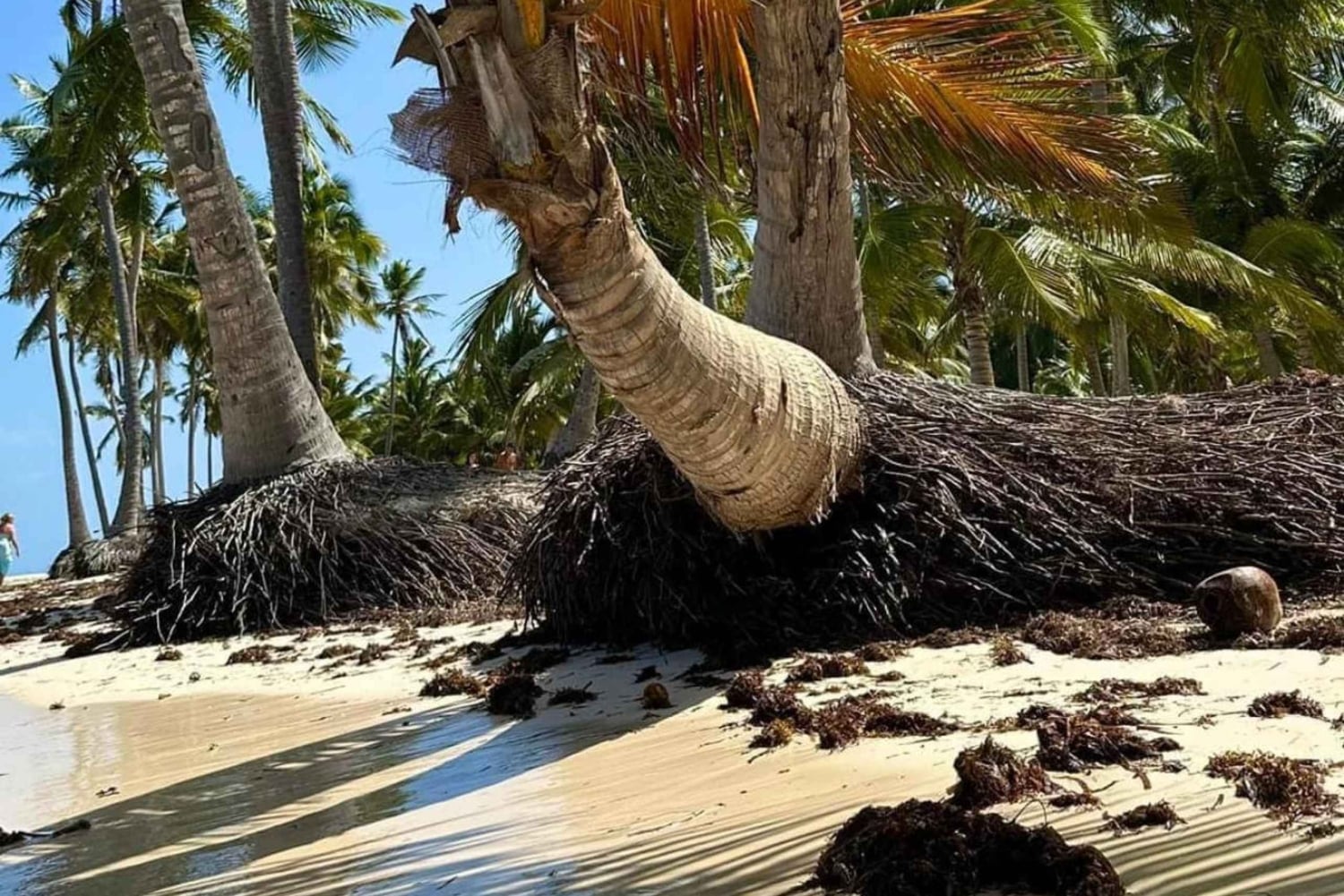 Excursión a Isla Saona desde Punta Cana (Todo incluido).