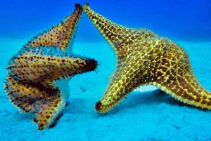 découvrez l'île de Saona depuis Punta Cana