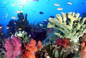 Experience the Exciting Caribbean Underwater World