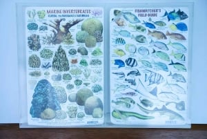 Experience the Exciting Caribbean Underwater World