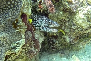 Experience the Exciting Caribbean Underwater World