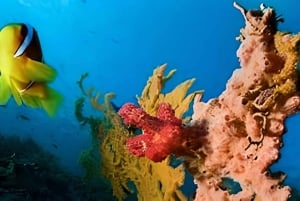 Experience the Exciting Caribbean Underwater World