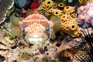 Experience the Exciting Caribbean Underwater World