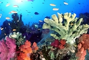 Experience the Exciting Caribbean Underwater World