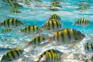 Из Пуэрто-Платы: Кайо-Арена на VIP-катере и сноркелинг